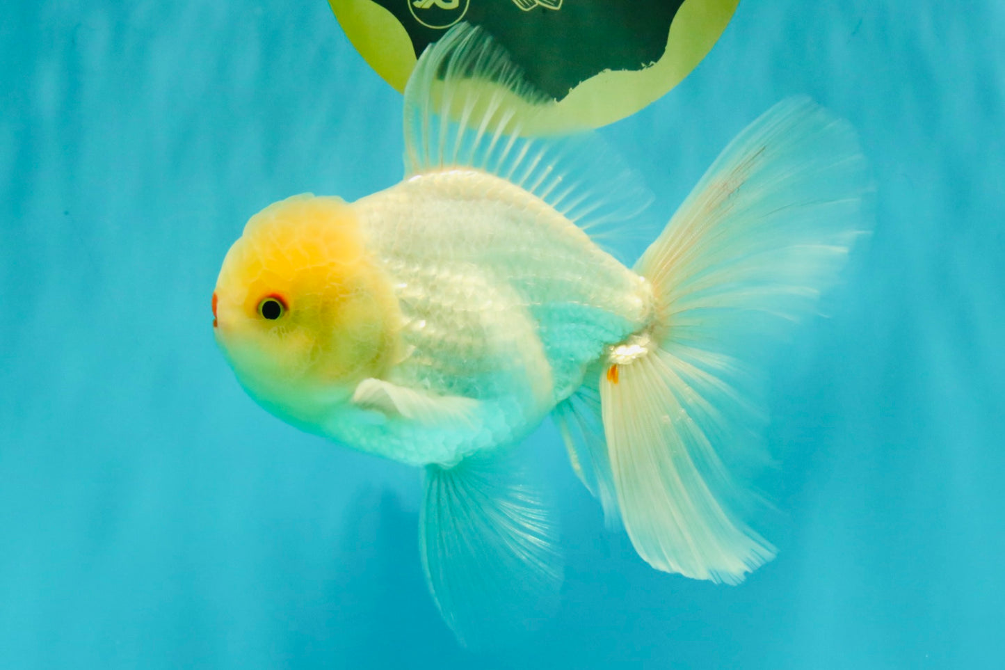 BEAUTY A Grade White Oranda Male 6 inches #070626OR_12