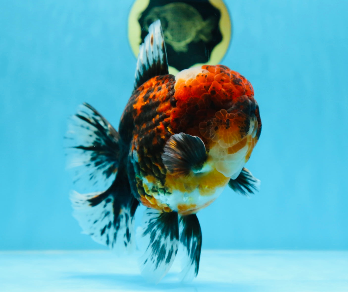 AAA Grade Godzilla Tiger Oranda Male 6 inches #080125OR_07