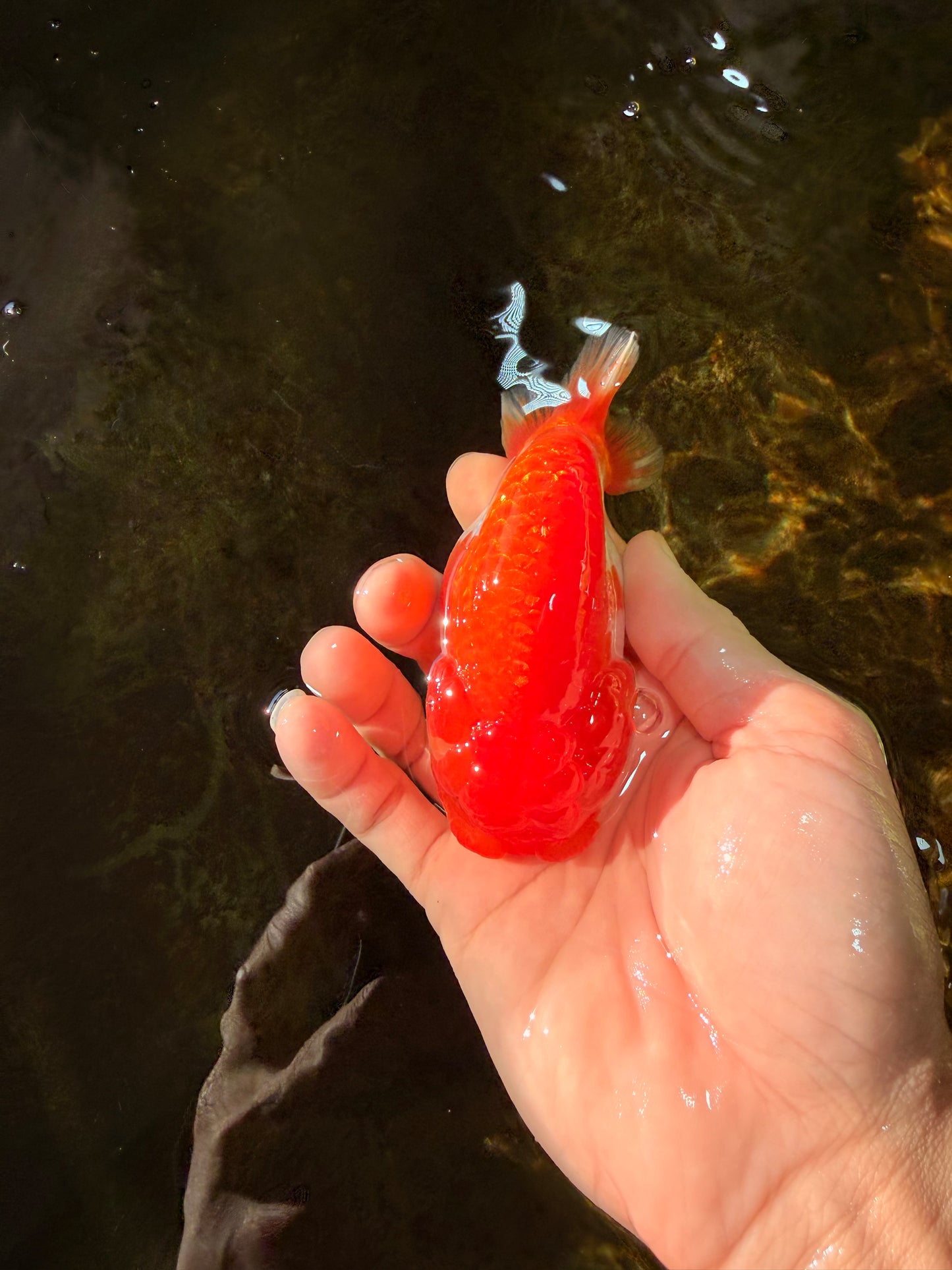 CHUBBY AAA Grade Red White LionQueen 4-4.5 inches #102425LC_13