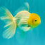 A Grade White Oranda Male 5.5-6 inches #100926OR_18