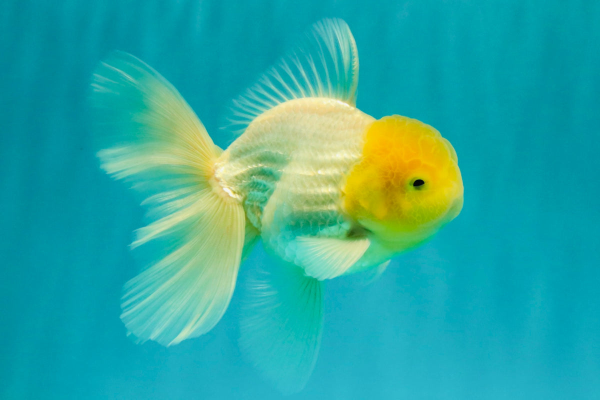 A Grade White Oranda Male 5.5-6 inches #100926OR_18