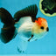 SUPER MARIO AAA Grade Tricolor Button Eyes Oranda Female 5.5 inches #042525OR_02