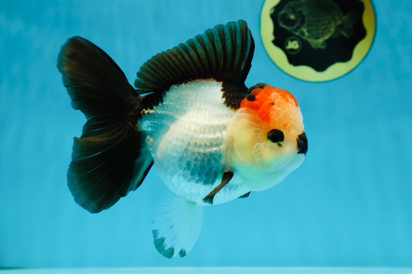 SUPER MARIO AAA Grade Tricolor Button Eyes Oranda Female 5.5 inches #042525OR_02