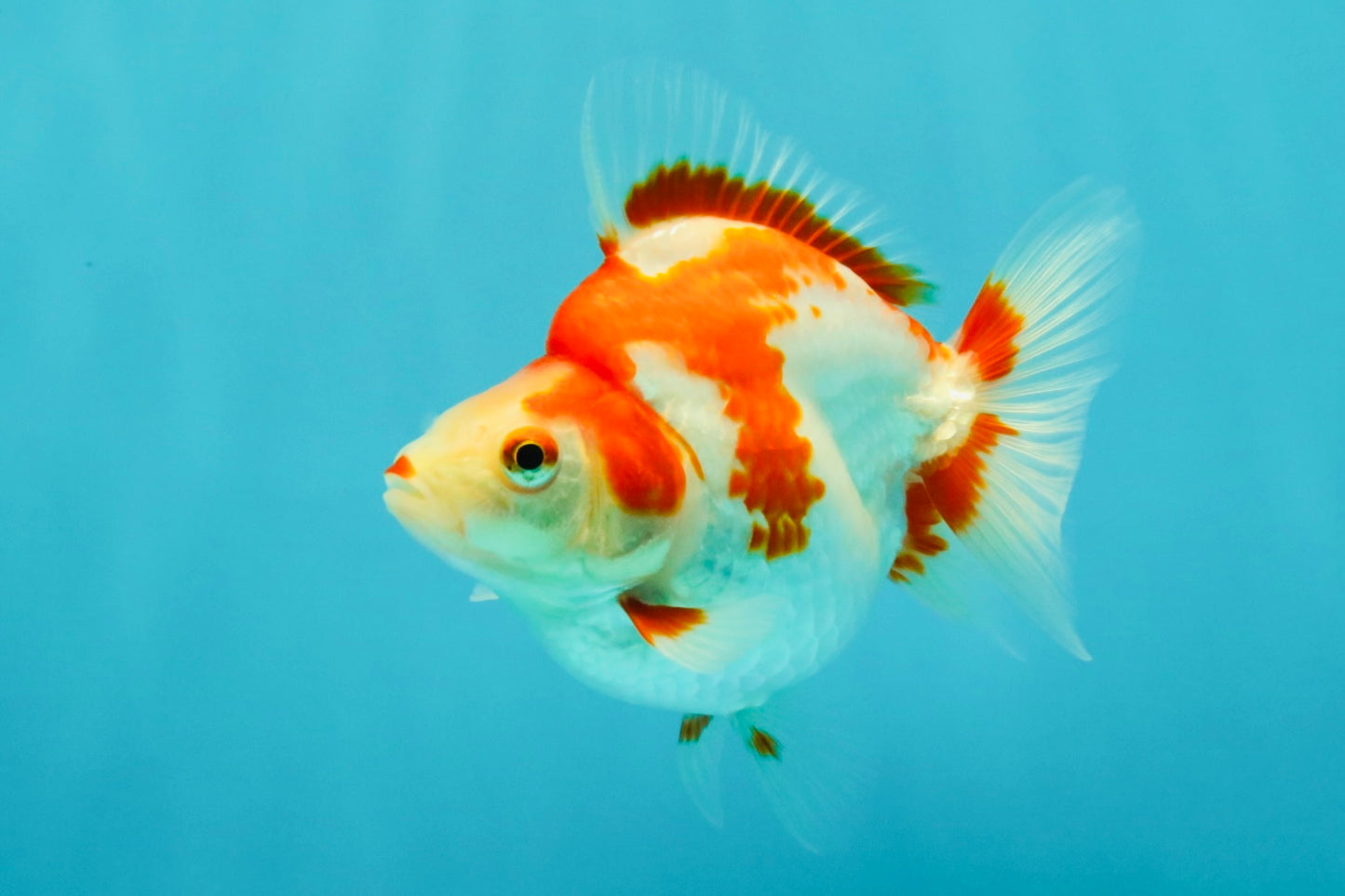 UNIQUE AAA Grade Red White Ryukin Female 4-4.5 inches #042426RK_01