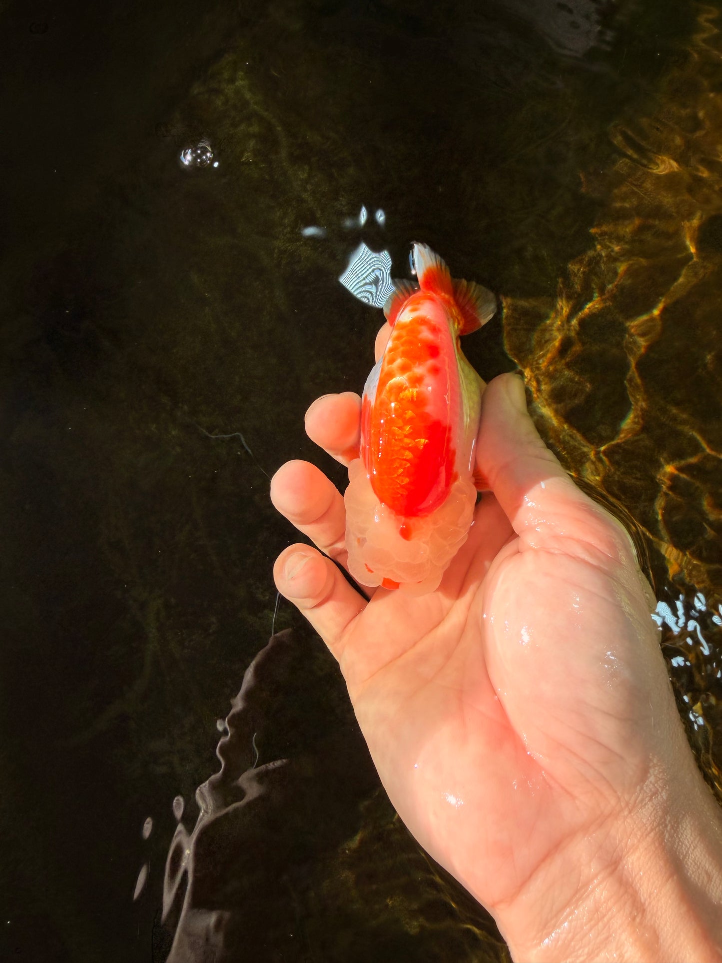 ADORABLE AAA Grade Red White LionQueen 4 inches #102425LC_16