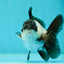 Panda Oranda Female 3.5-4 inches #110124OR_06