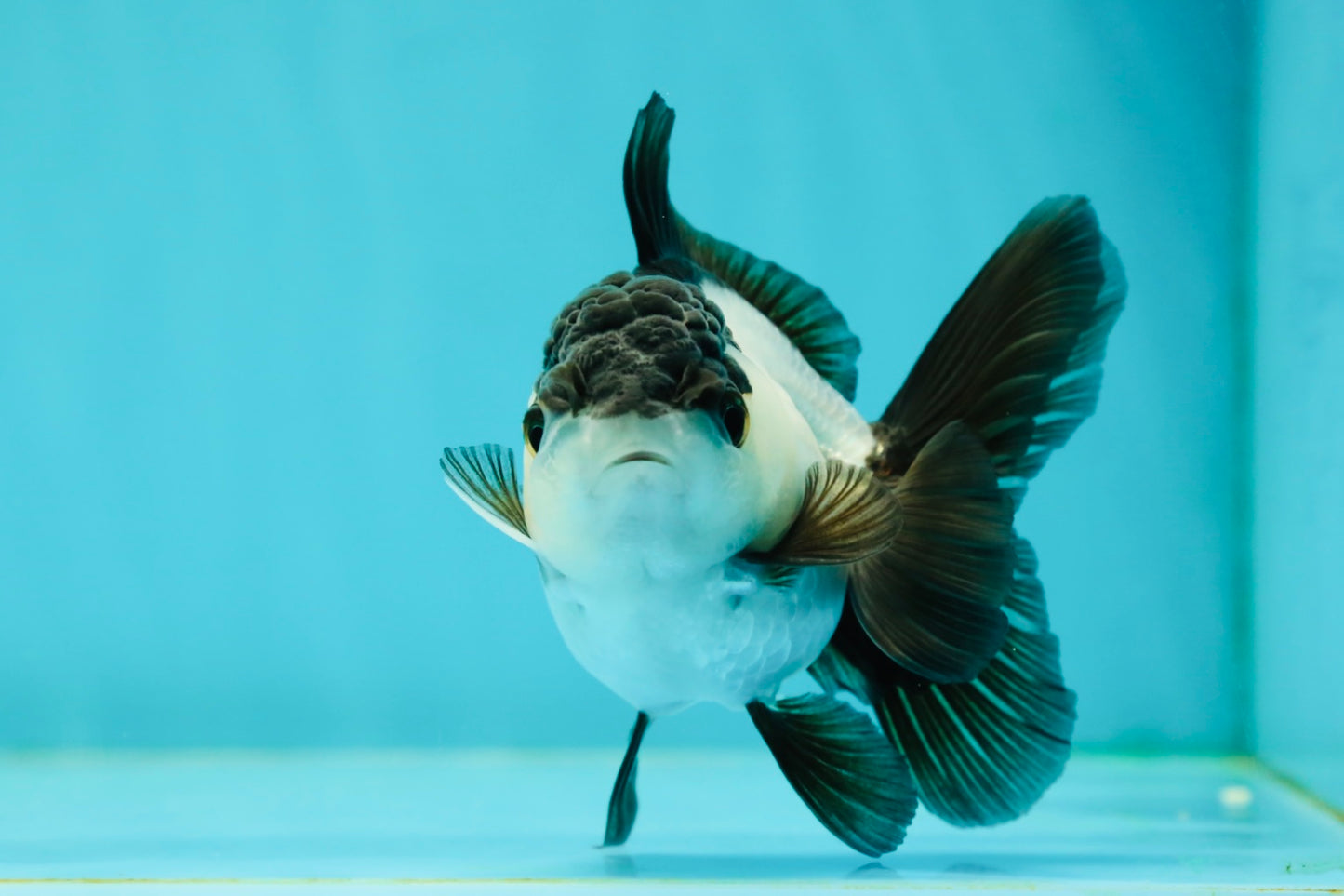 Panda Oranda Female 3.5-4 inches #110124OR_06