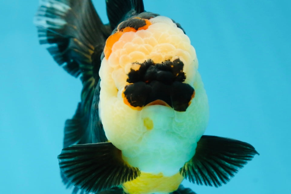 AAA Grade Tricolor Oranda Female 5.5-6 inches #050925OR_33