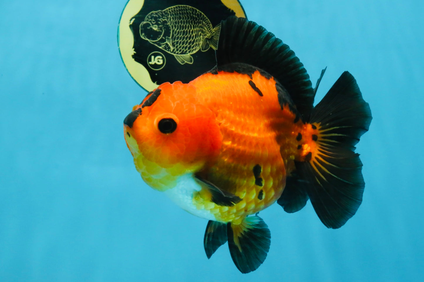 CHONKY A Grade Apache Yuanbao Female 5.5 inches #112825YB_17