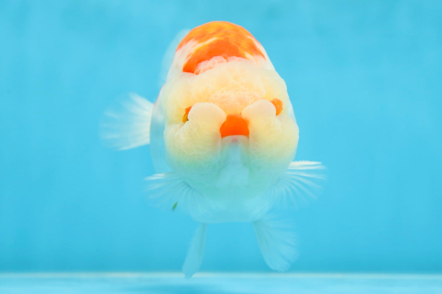 AAA Grade Super Red White LionKing 5.5 inches #080125LC_01