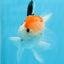 AAA Grade Tricolor Oranda Male 5 inches #0906OR_30