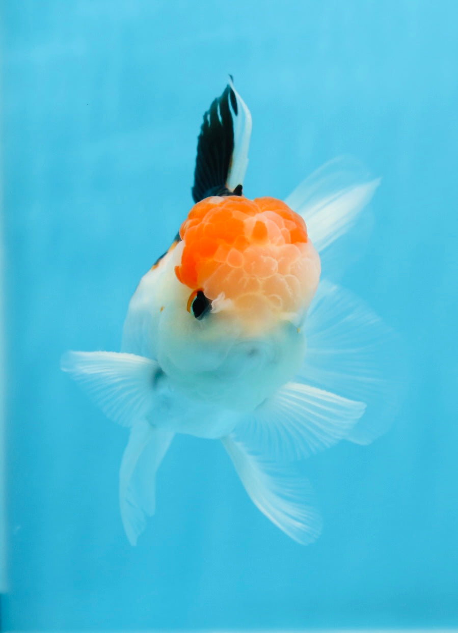 AAA Grade Tricolor Oranda Male 5 inches #0906OR_30