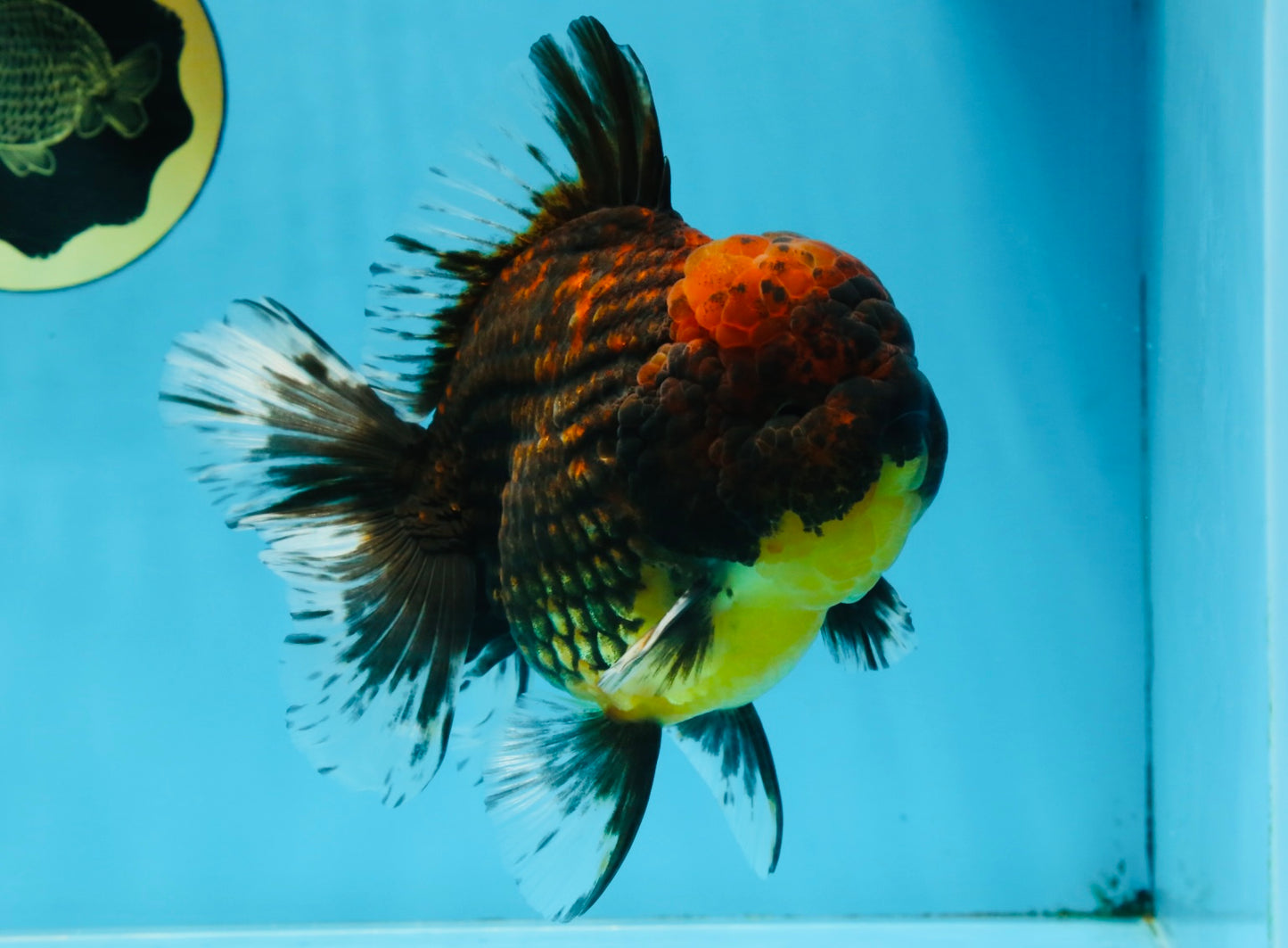 AAA Grade Godzilla Tiger Oranda Male 5.5 inches #100325OR_12