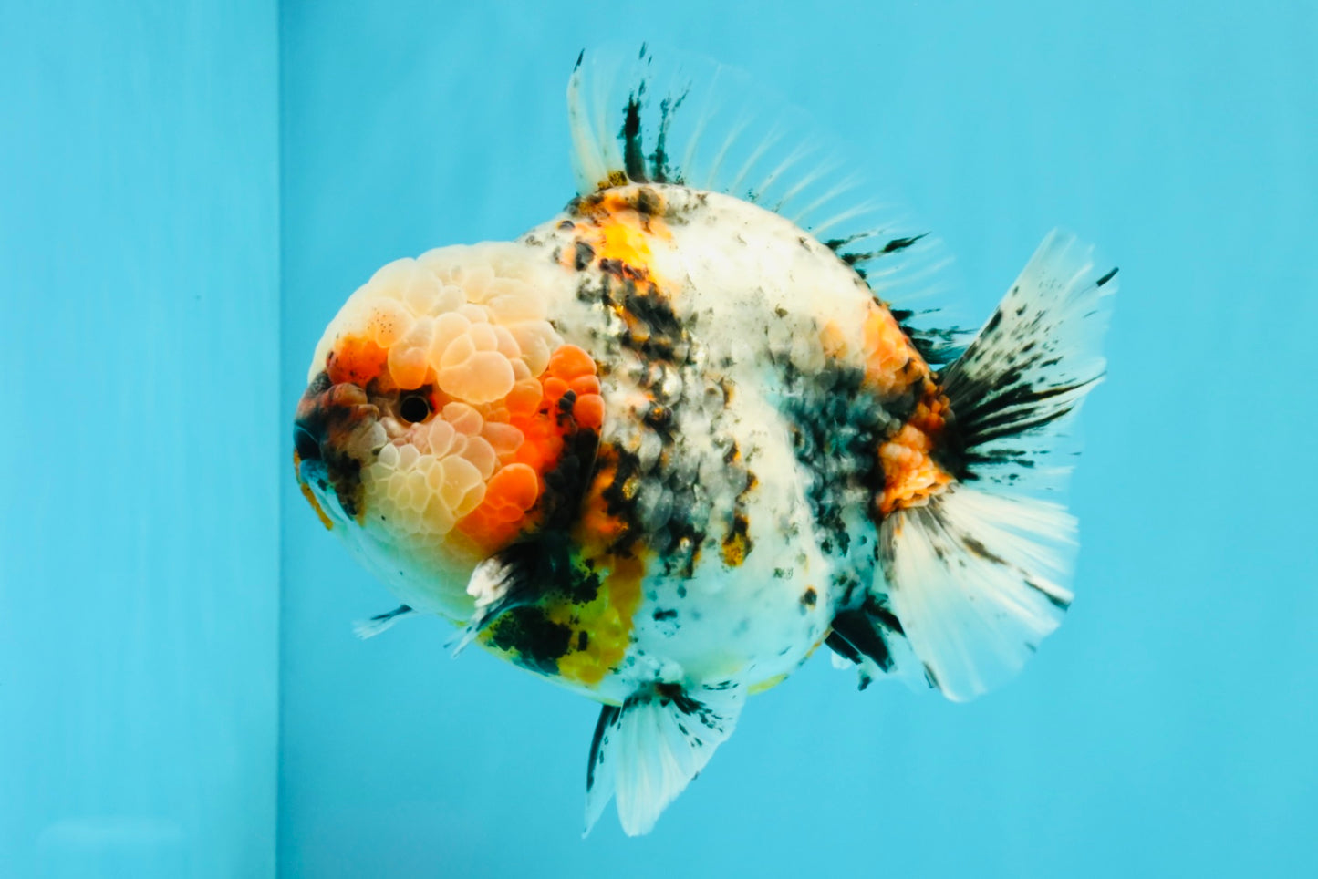 FLUFFY AAA Grade Marble Calico Yuanbao Male 5.5-6 inches #032026YB_20