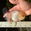 A Grade BULLDOG Lemonhead Oranda Male 4.5-5 inches #1018OR_22