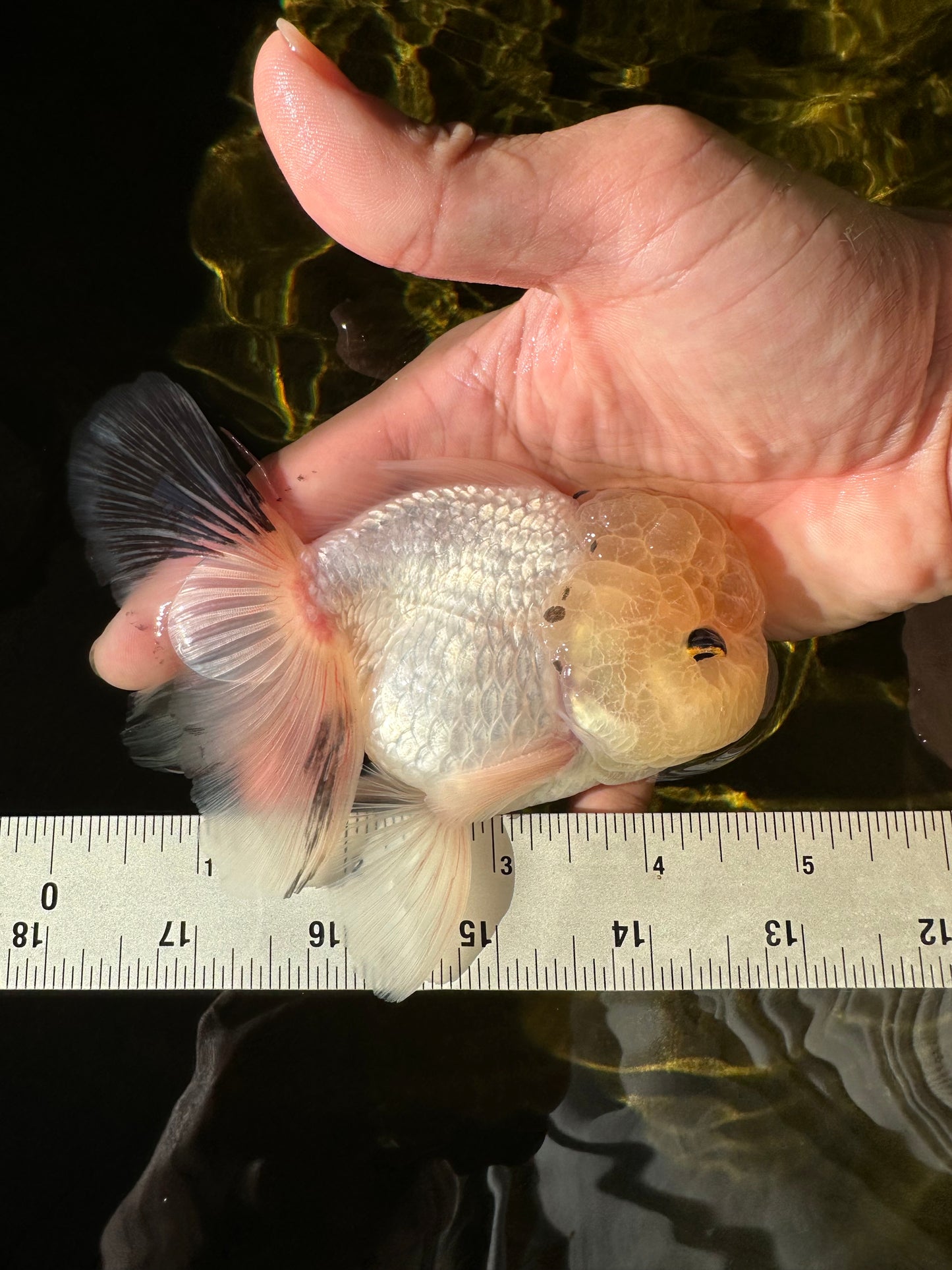 A Grade BULLDOG Lemonhead Oranda Male 4.5-5 inches #1018OR_22