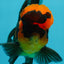 BIG HEAD AAA Grade Red Head Oranda Male 4.5-5 inches #1004OR_36