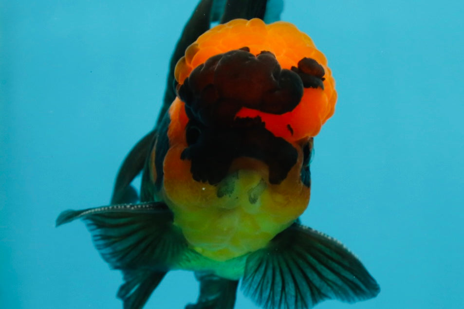 BIG HEAD AAA Grade Red Head Oranda Male 4.5-5 inches #1004OR_36