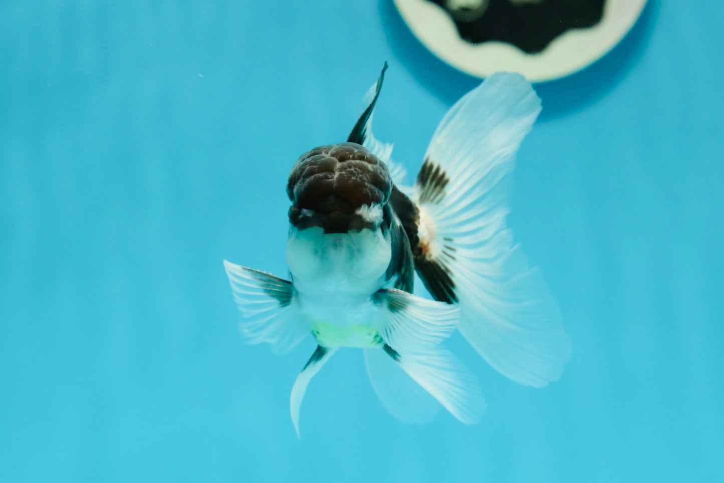 Panda Oranda Male 3.5 inches #1004OR_28