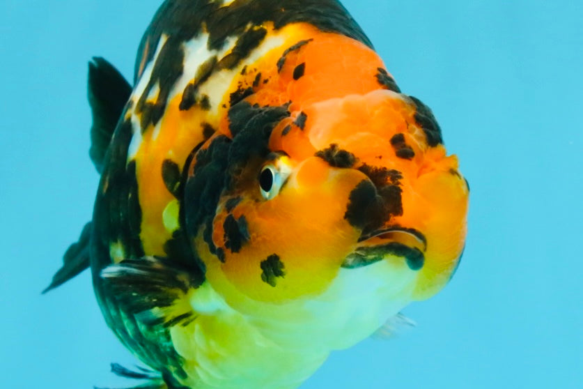 Tiger Chinese Ranchu Female 5.5 inches #022026RC_20