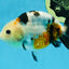A Grade Calico Chinese Ranchu Female 4.5-5 inches #112125RC_16