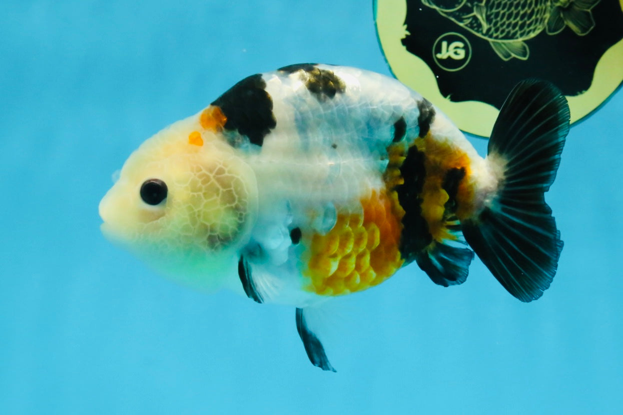 A Grade Calico Chinese Ranchu Female 4.5-5 inches #112125RC_16