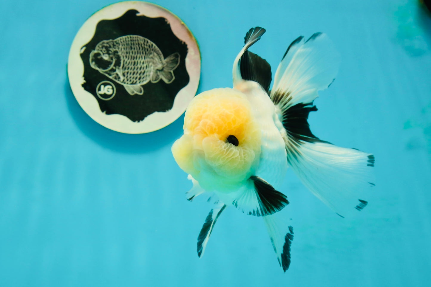 AAA Grade Lemonhead Panda Button Eyes Oranda Male 5.5 inches #112224OR_11