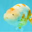 BEAUTY Sakura Chinese Ranchu Male 5-5.5 inches #032026RC_31