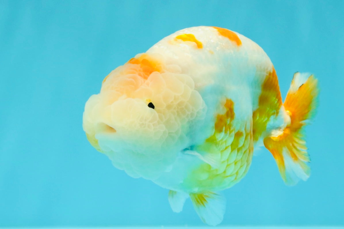 BEAUTY Sakura Chinese Ranchu Male 5-5.5 inches #032026RC_31