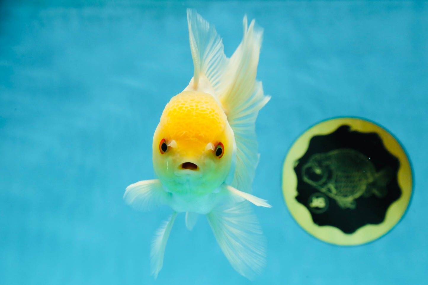 AAA Grade White Oranda Male 5 inches #042525OR_11