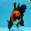 A Grade Apache Oranda Male 5.5-6 inches #081525OR_21