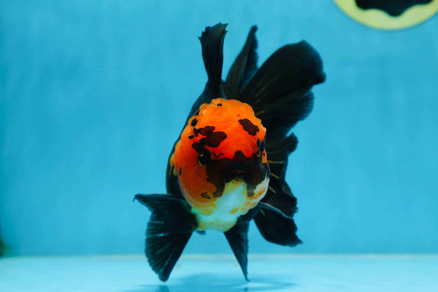 A Grade Apache Oranda Male 5.5-6 inches #081525OR_21