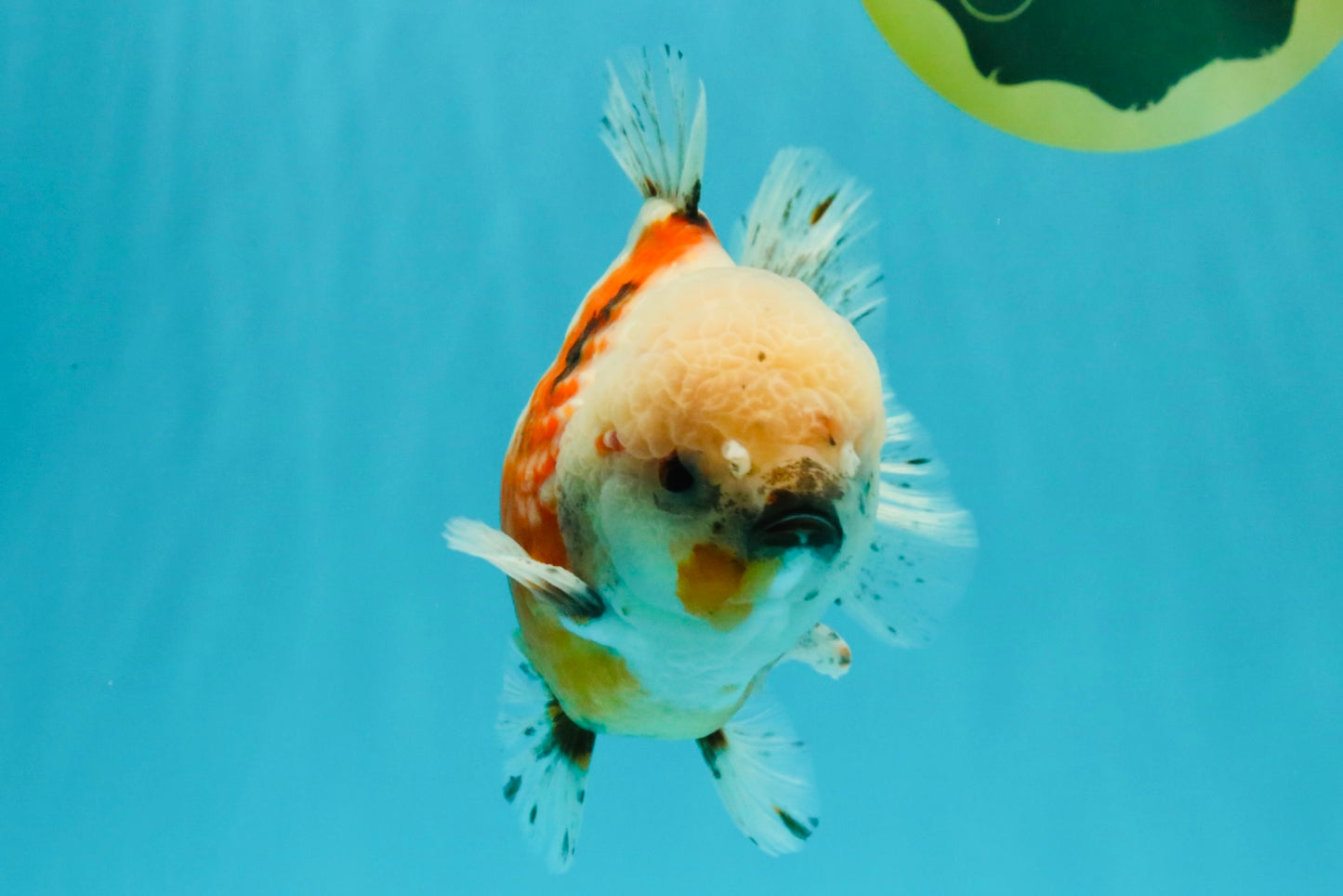 A Grade Sakura Yuanbao Male 5.5 inches #032026YB_23