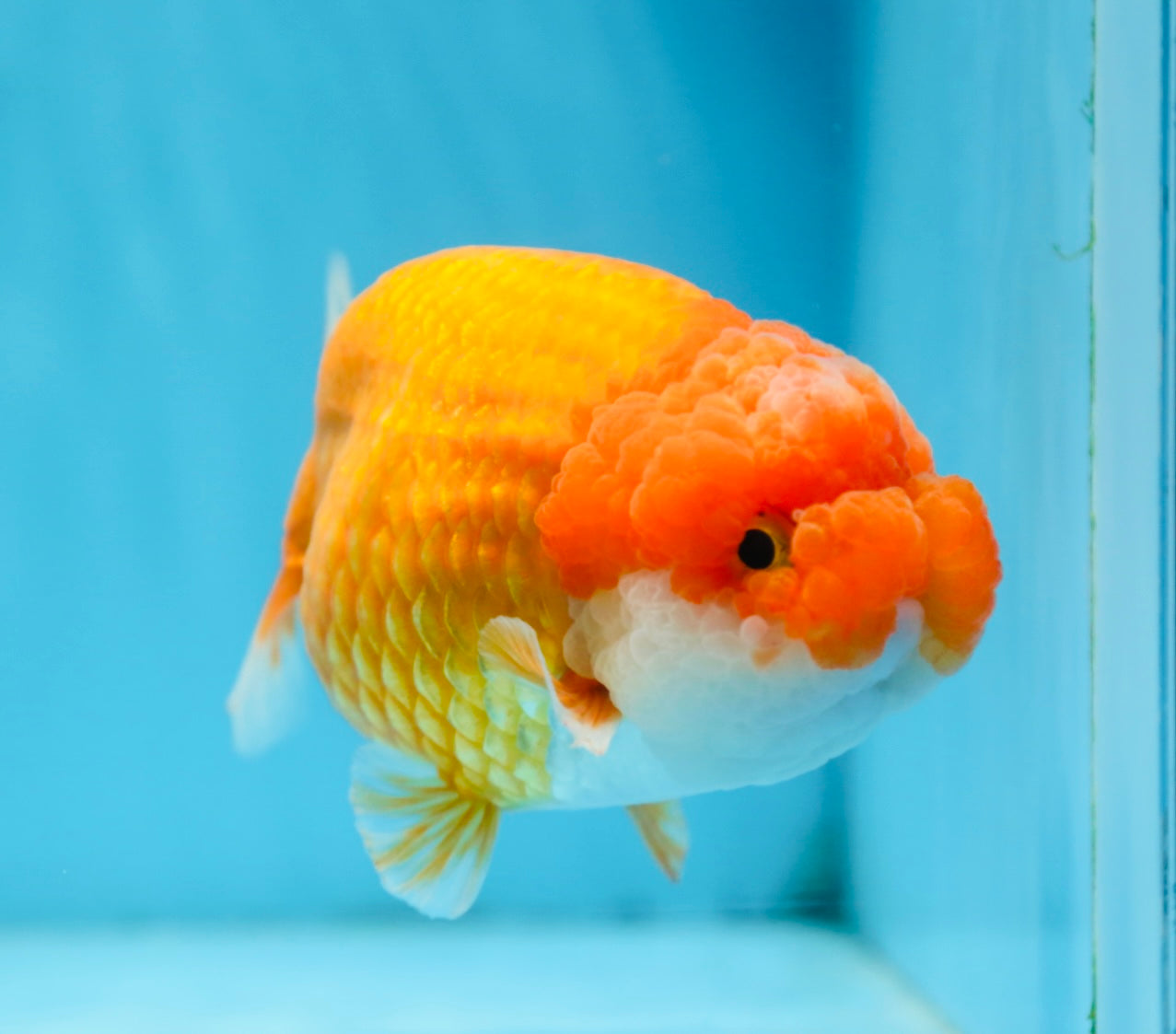 CHUBBY Red White Lionchu Female 5 inches #091225LC_04