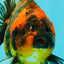 A Grade Tiger Oranda Female 5-5.5 inches #073126OR_20
