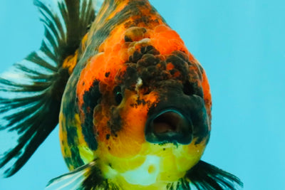 A Grade Tiger Oranda Female 5-5.5 inches #073126OR_20
