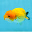 Lionchu naranja hembra de 3,5 pulgadas #0920LC_15