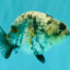 A Grade Tiger Ranchu Female 5-5.5 inches #071026RC_12