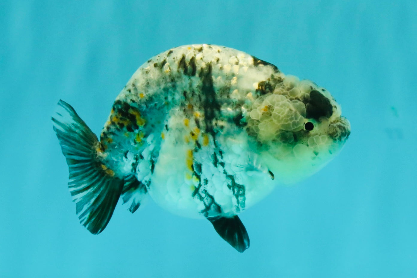 A Grade Tiger Ranchu Female 5-5.5 inches #071026RC_12