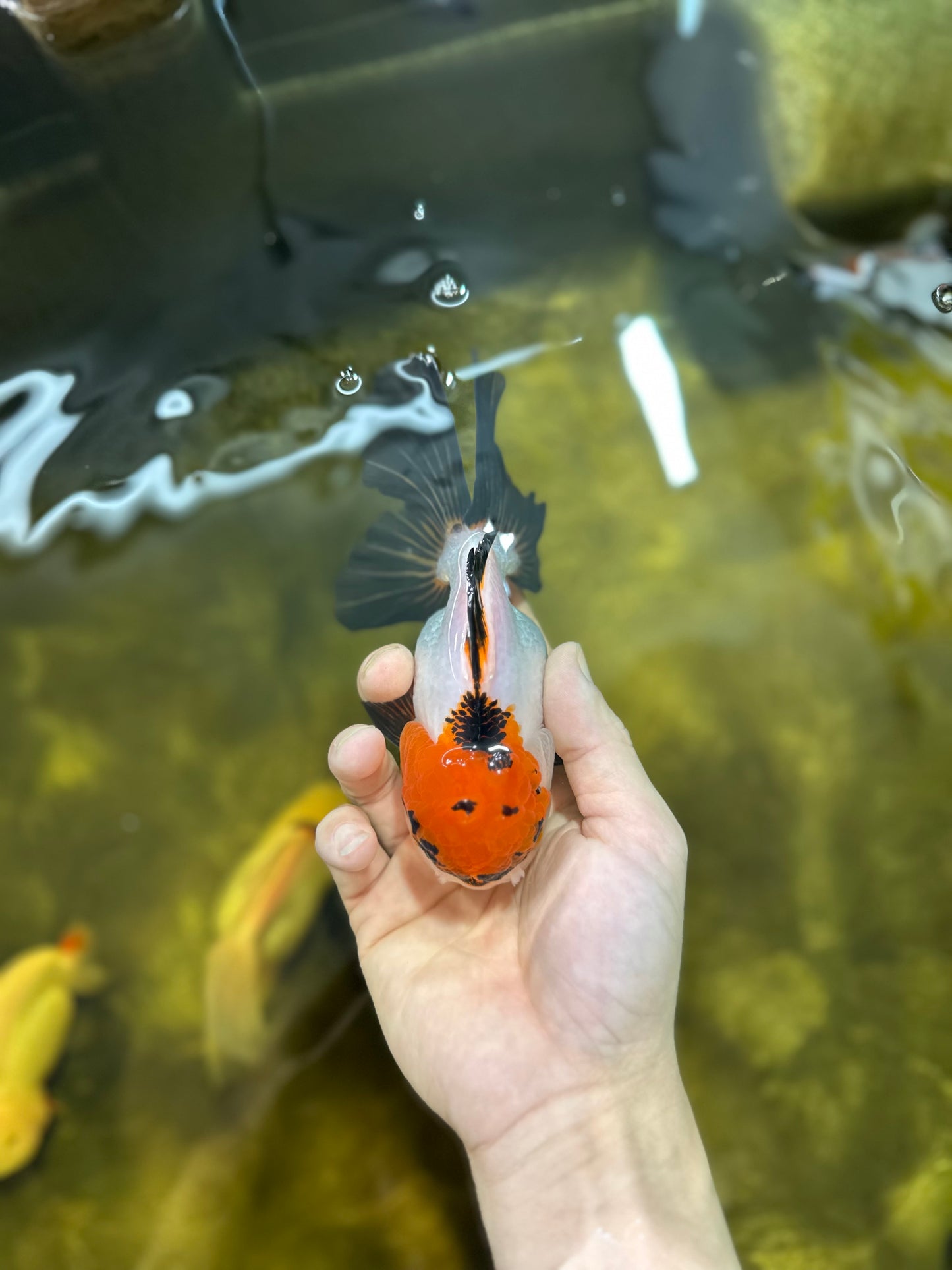 A Grade Lava Tricolor Red Head Oranda Female 5.5 inches #021425OR_20
