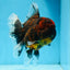 A Grade FLUFFY WEN Tiger Oranda Male 6 inches #082925OR_11