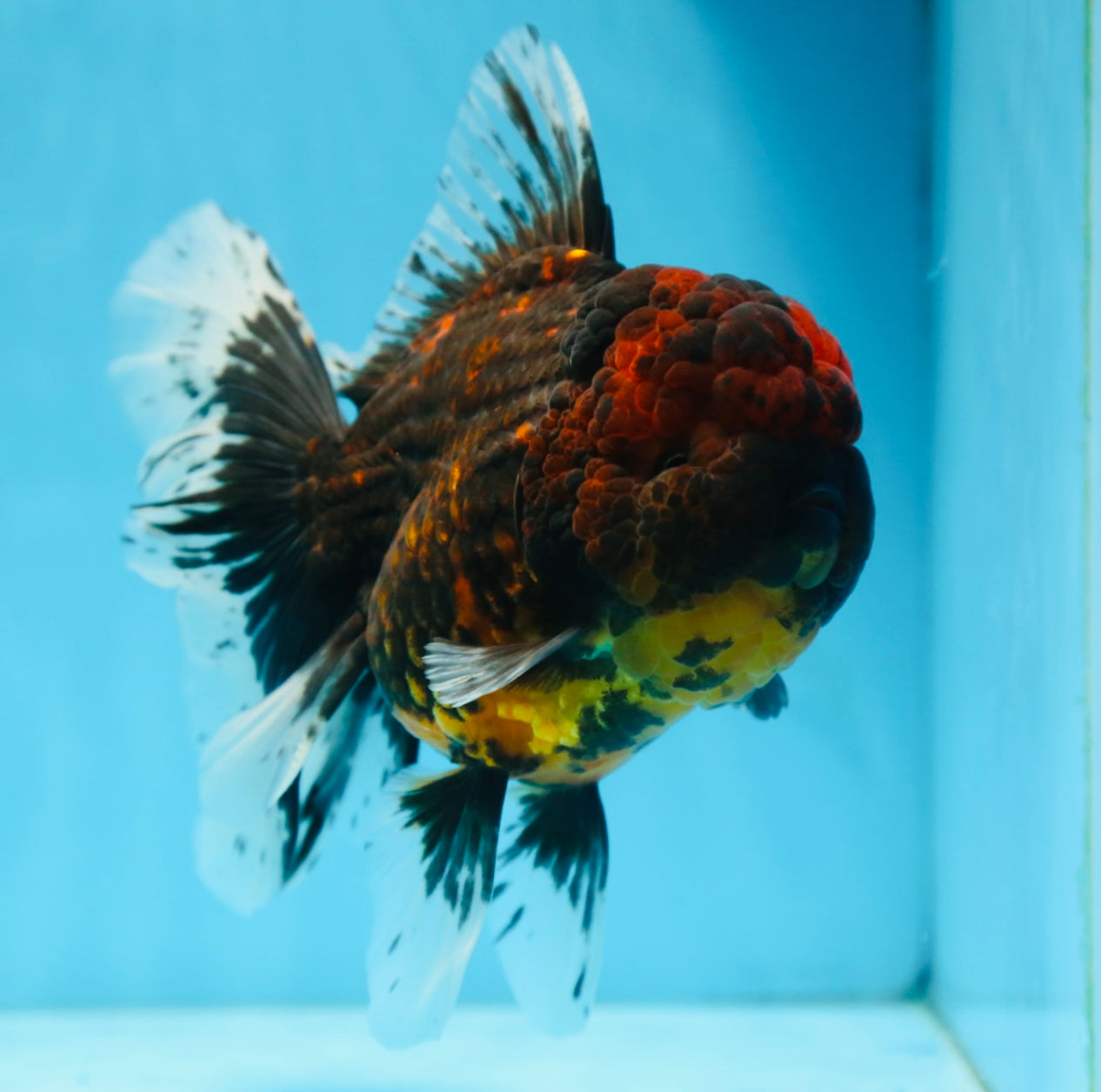 A Grade FLUFFY WEN Tiger Oranda Male 6 inches #082925OR_11