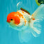 A Grade Kohaku Red White Oranda Male 5.5-6 inches #082126OR_02