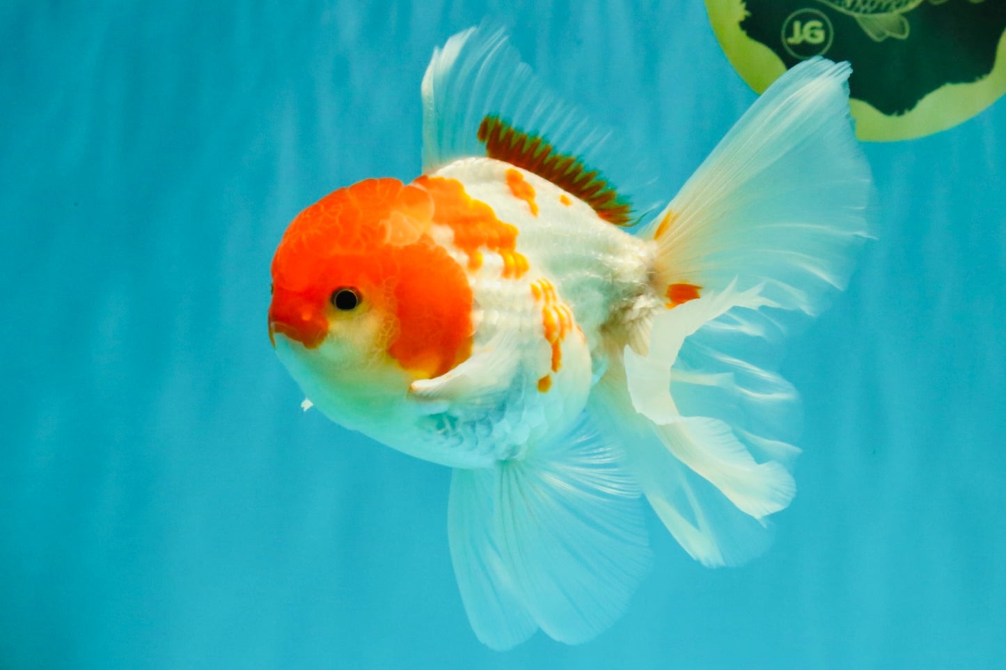 A Grade Kohaku Red White Oranda Male 5.5-6 inches #082126OR_02