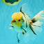A Grade Marble Oranda Male 6.5 inches #072426OR_07
