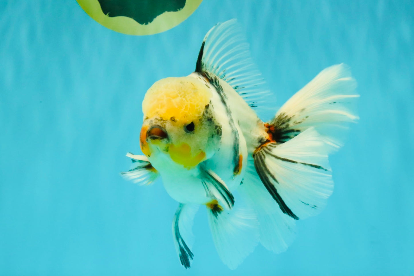 A Grade Marble Oranda Male 6.5 inches #072426OR_07