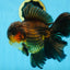 AAA Grade GIANT Godzilla Apache Oranda Male 6.5 inches #090525OR_09