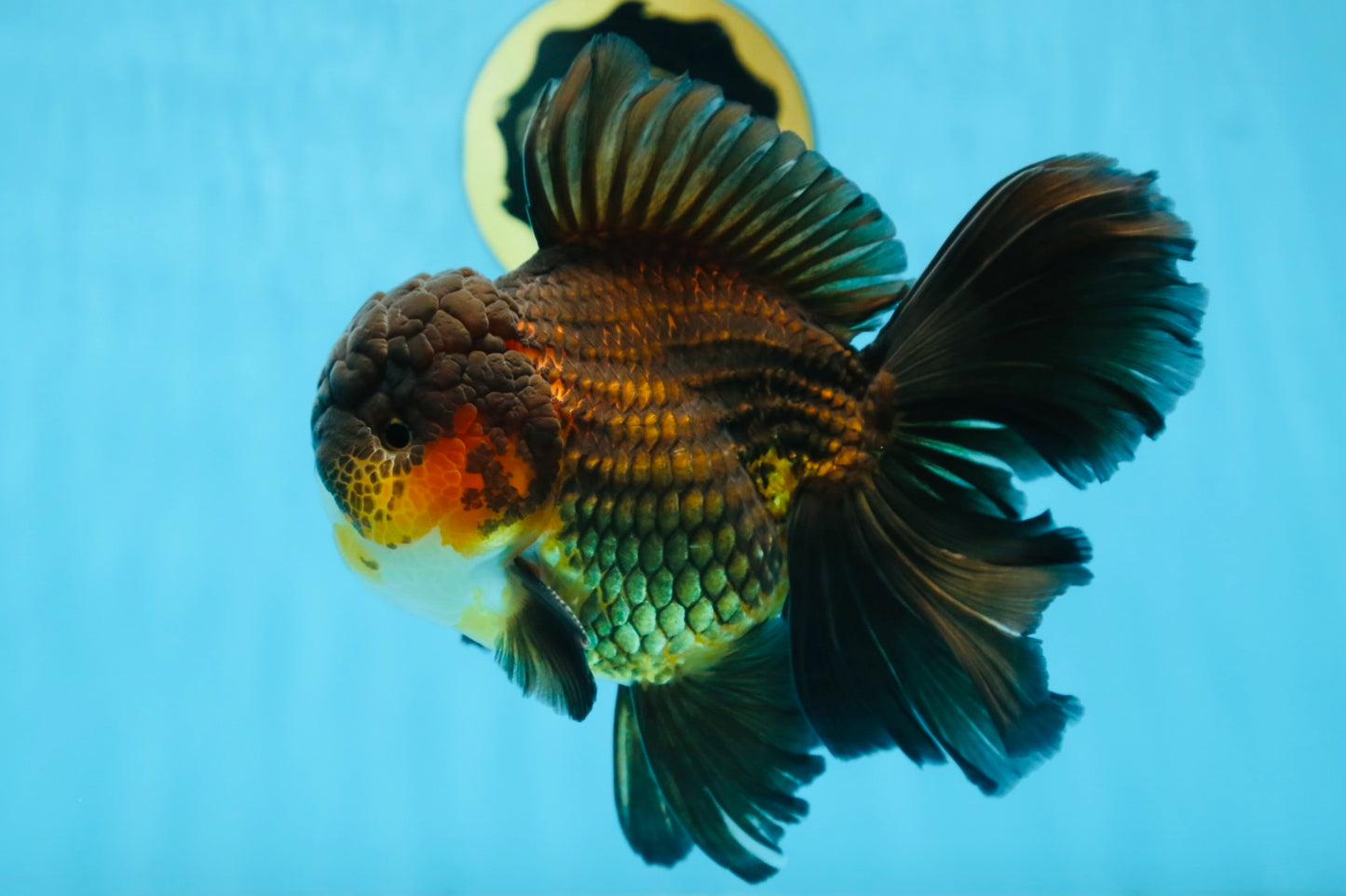 AAA Grade GIANT Godzilla Apache Oranda Male 6.5 inches #090525OR_09