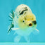 UNIQUE AAA Grade Jumbo Bloodline White Tiger Ranchu Male 4.5-5 inches #071726RC_06
