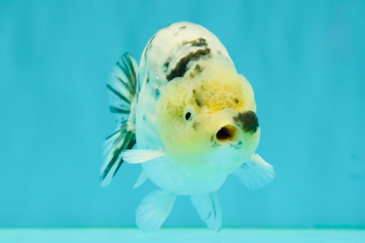 UNIQUE AAA Grade Jumbo Bloodline White Tiger Ranchu Male 4.5-5 inches #071726RC_06